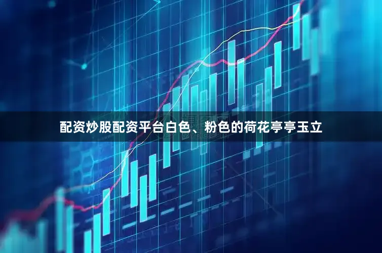 配资炒股配资平台白色、粉色的荷花亭亭玉立